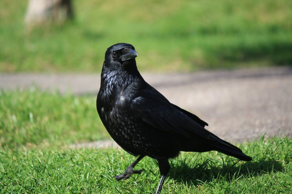 Are Crows Territorial?
