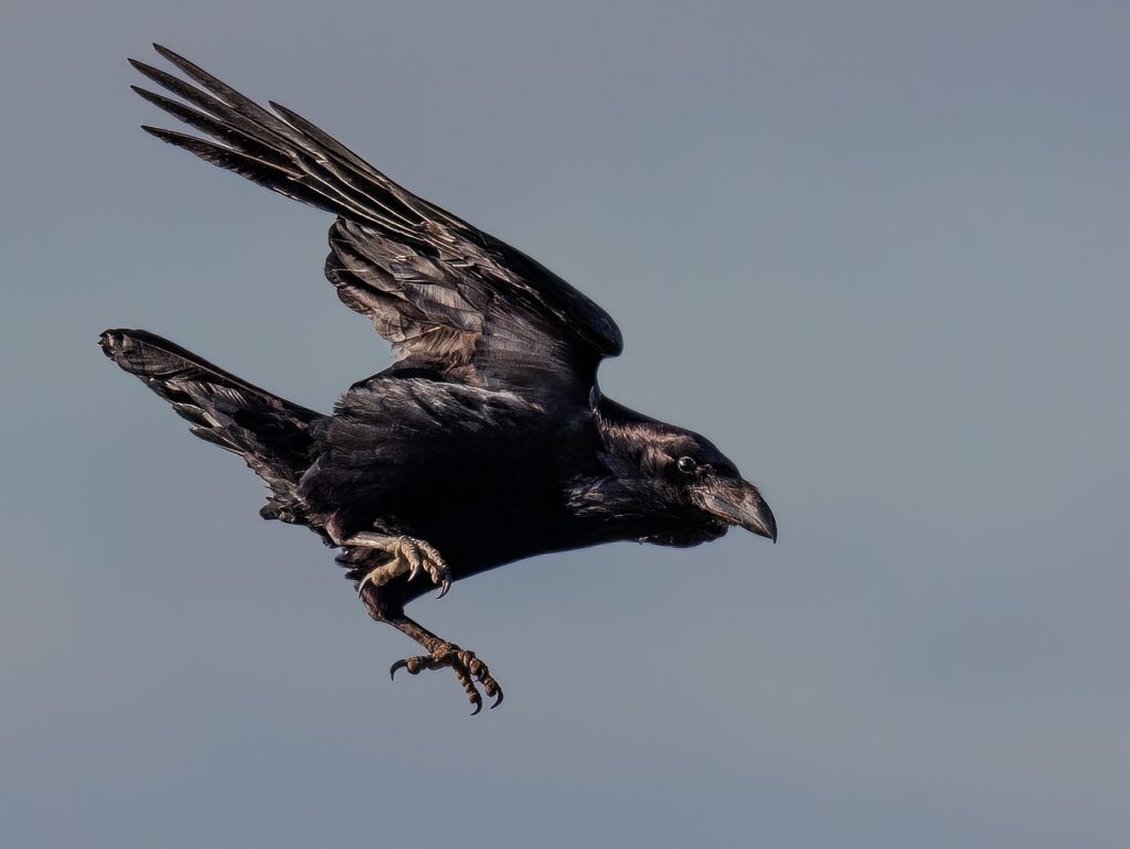 What Smells Do Crows Hate?