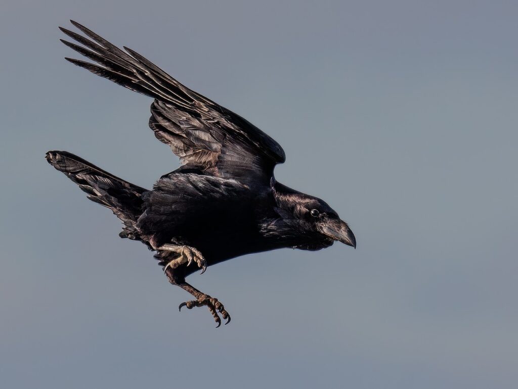 What Smells Do Crows Hate