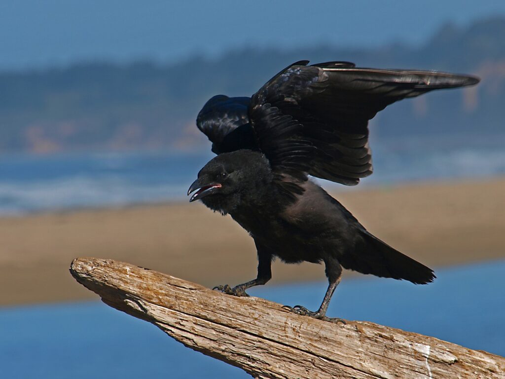 Why Are Crows Black?