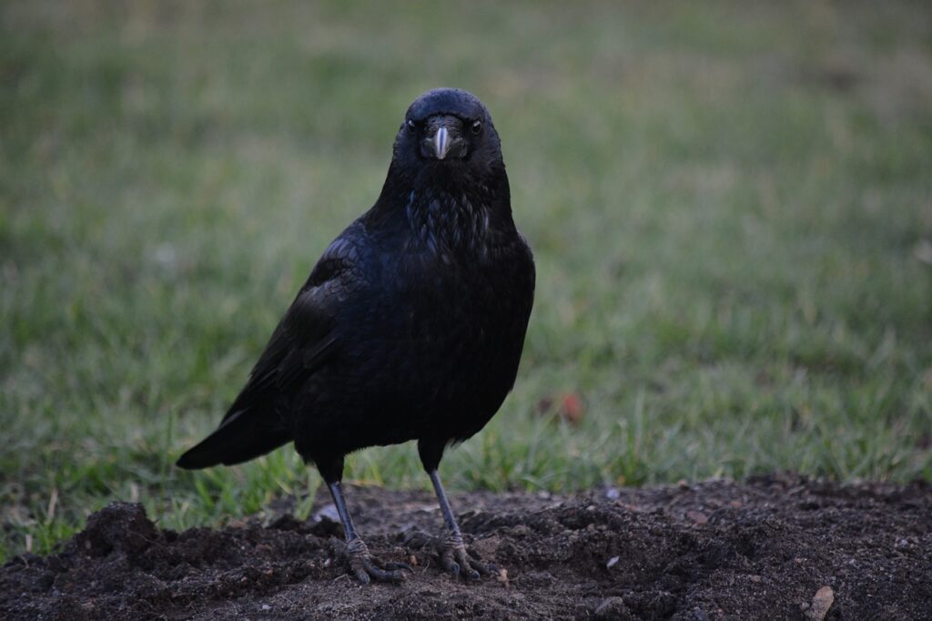 How Long Do Crows Live?