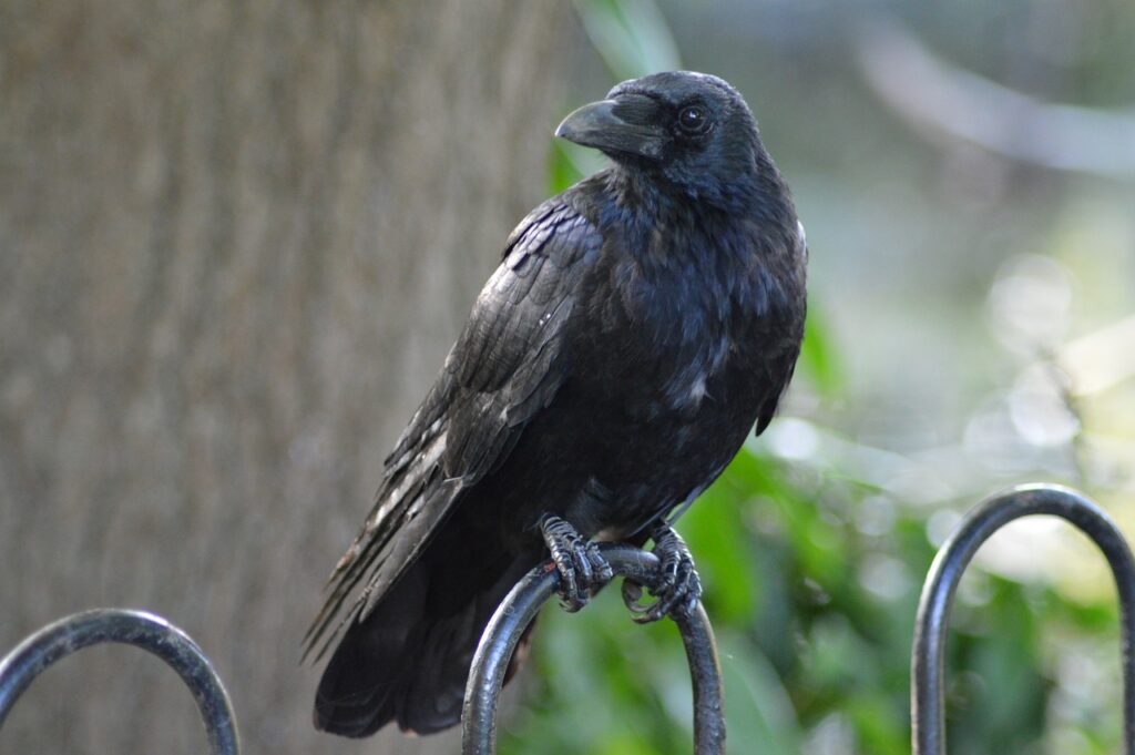 Why Are Crows Black