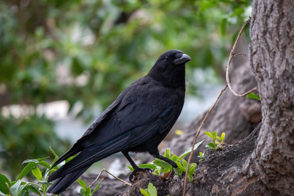 Do Crows Remember Faces?