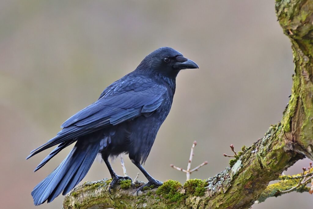 What Eats Crows