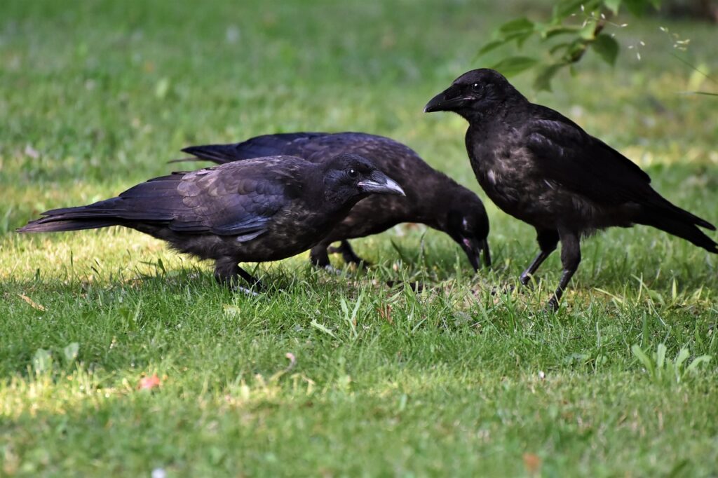 Do Crows Remember Faces?