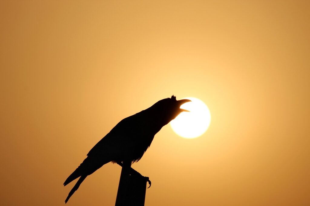 Why Are Crows So Loud?