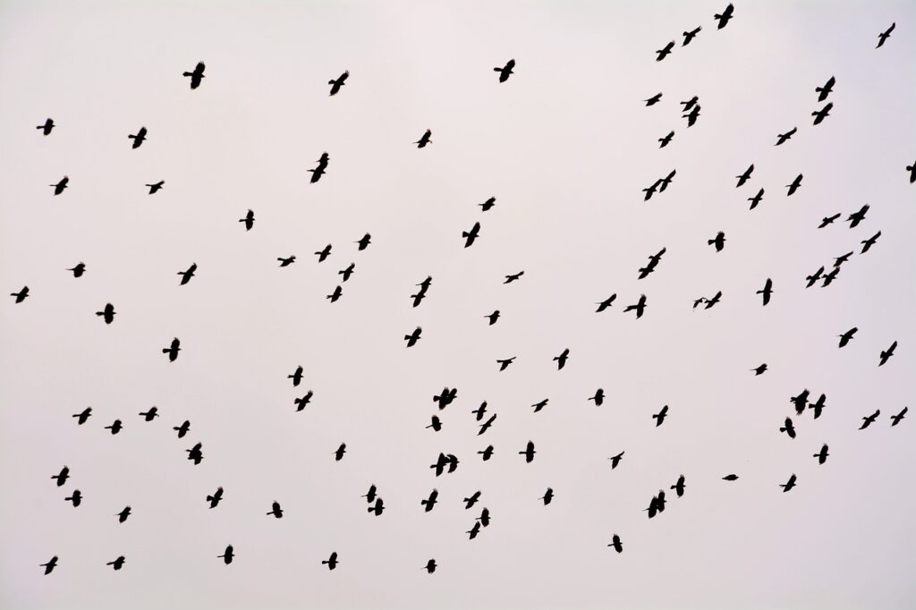 Predators of Crows
