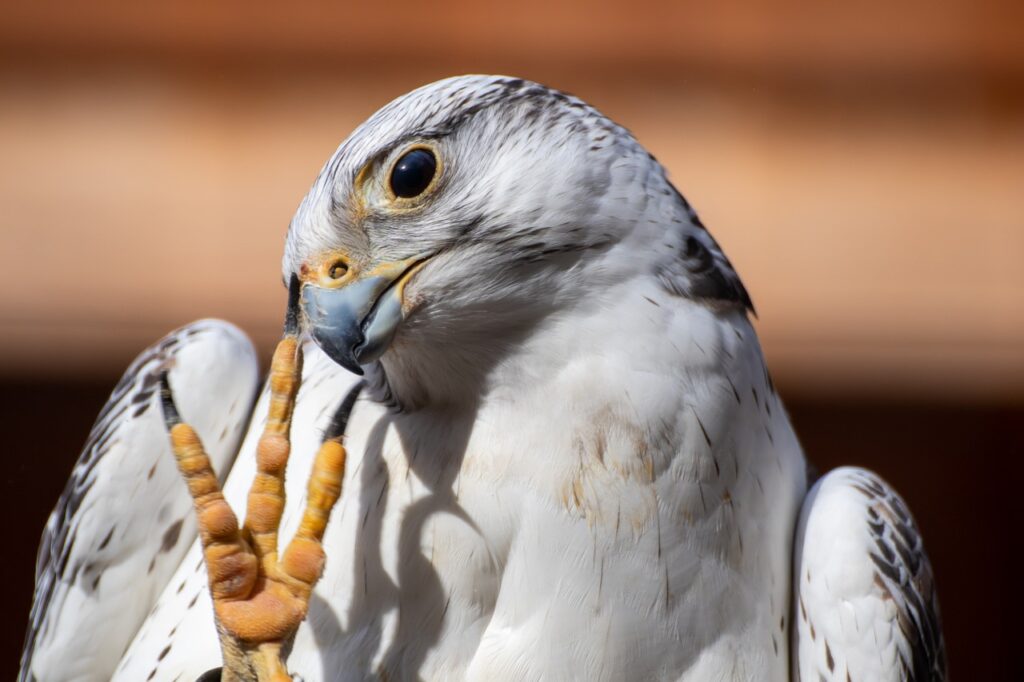 Birds With Talons