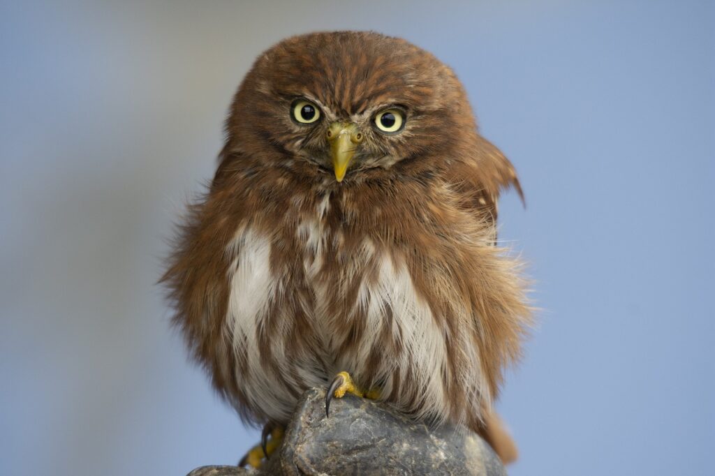 Birds With Talons