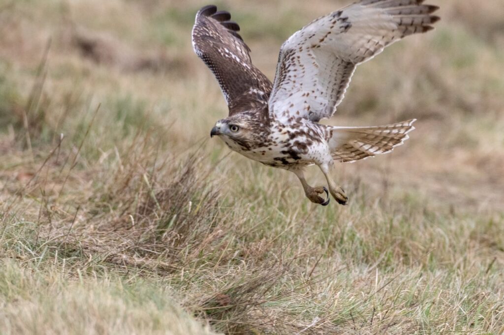 Birds With Talons