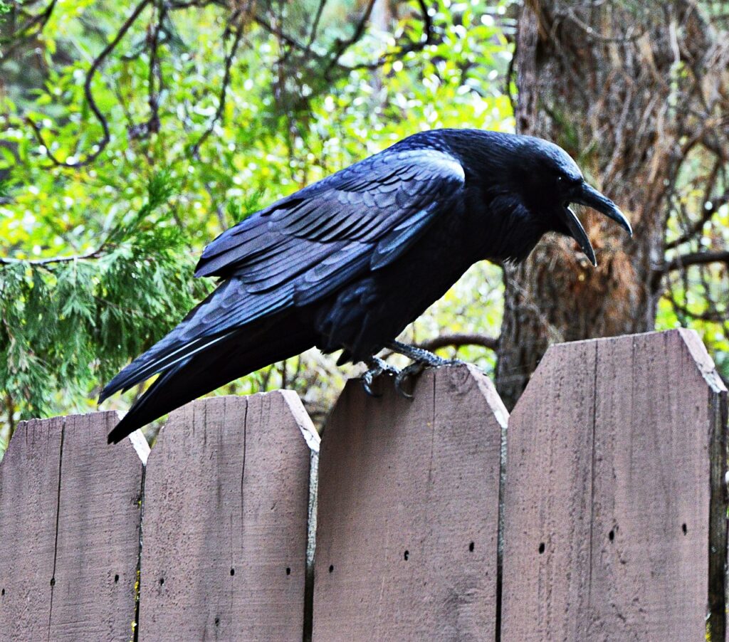 Creepy Facts About Crows