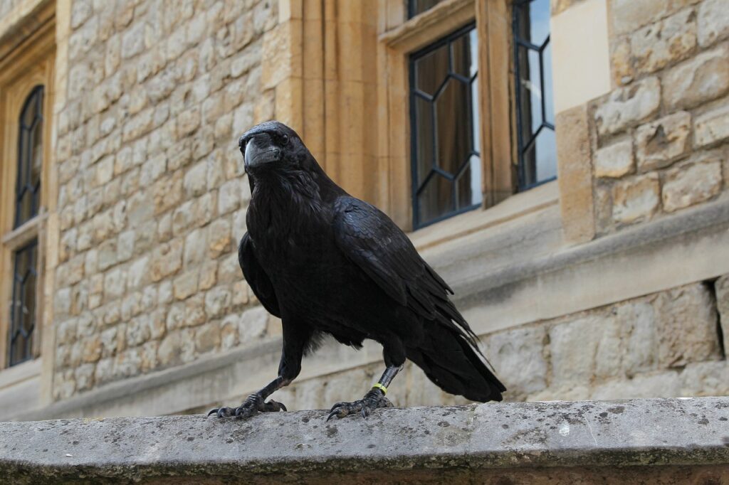 Crow Symbolism