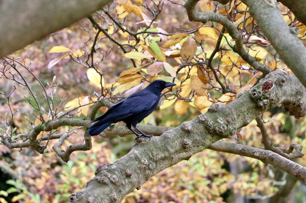 Crow Symbolism