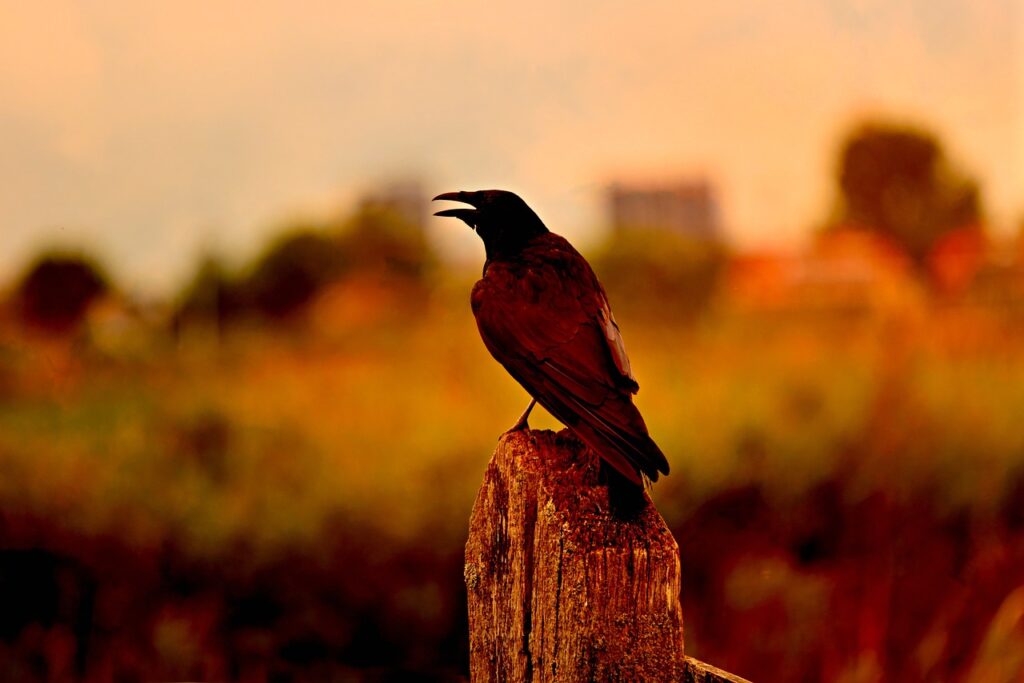 Crow Symbolism