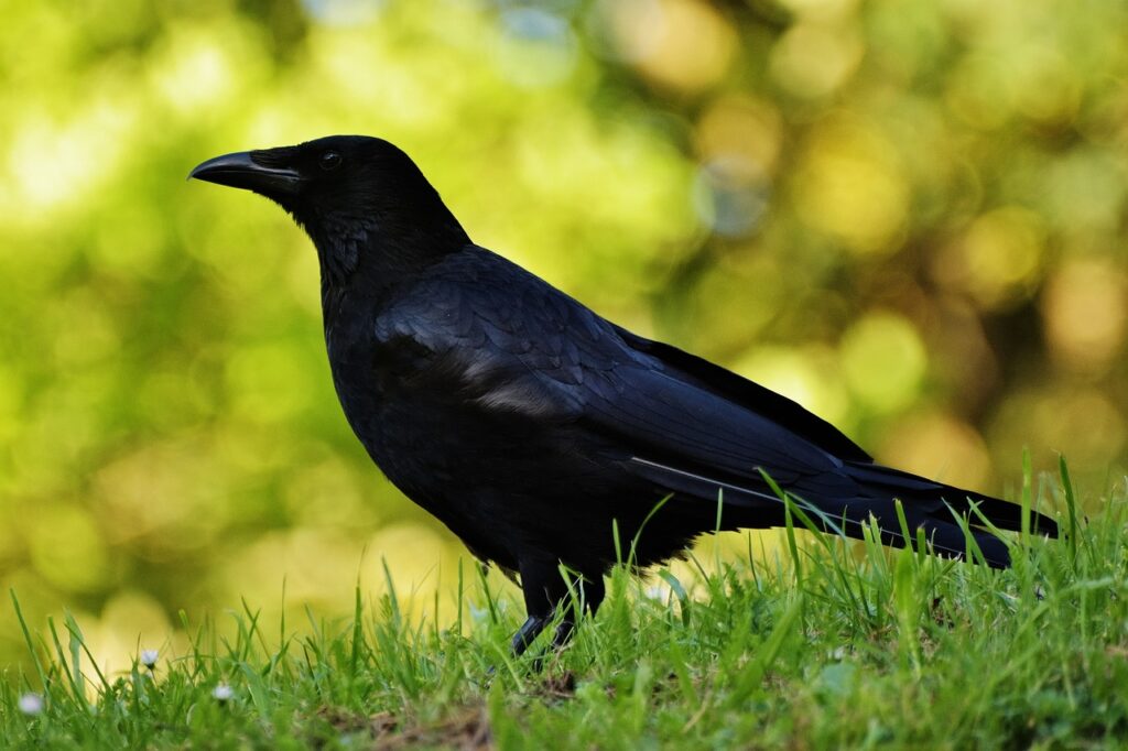 Crow Symbolism