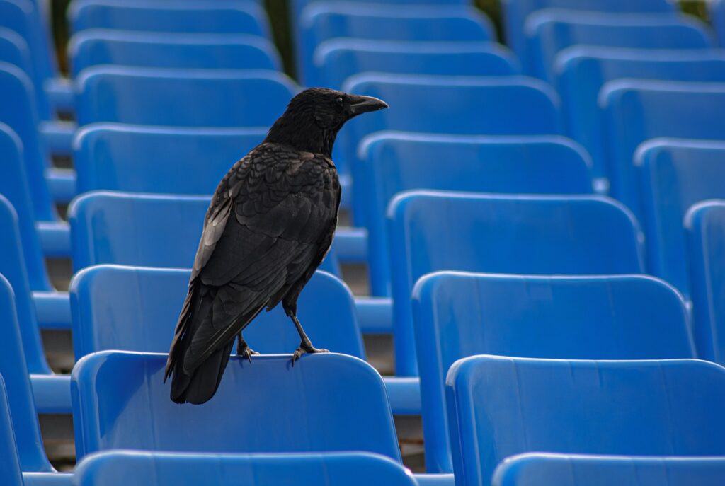 Crow Symbolism