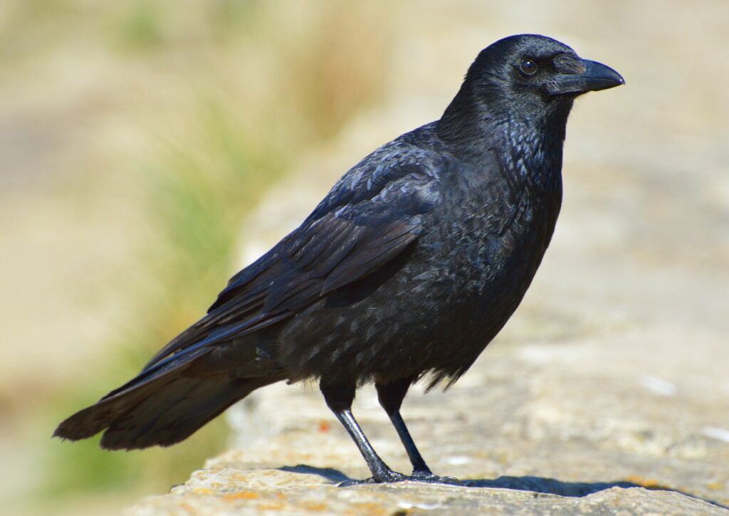 Crow Symbolism