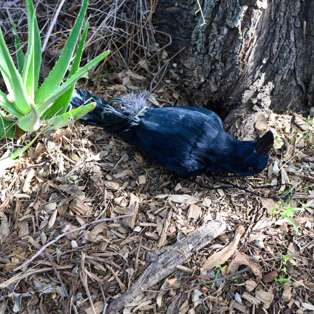 Dead Crow Decoy